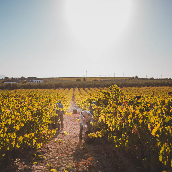 Vendimia en los campos de la DO Montilla Moriles