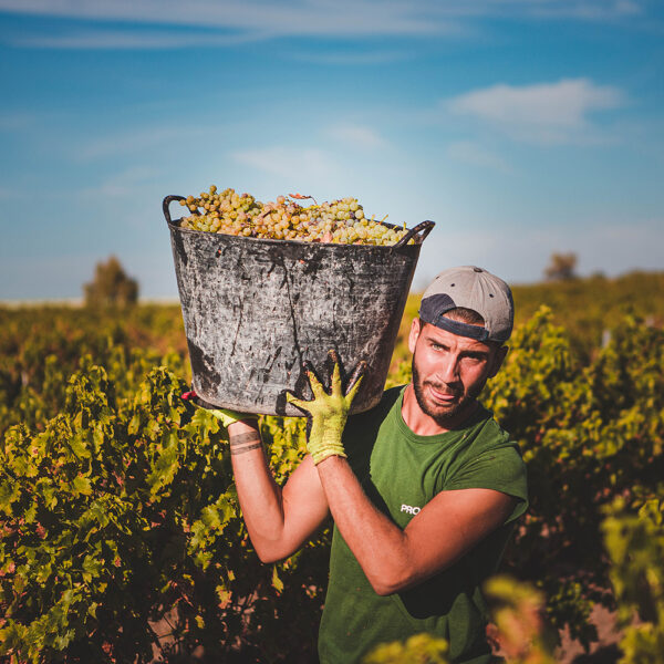 Vendimia en los campos de la DO Montilla Moriles