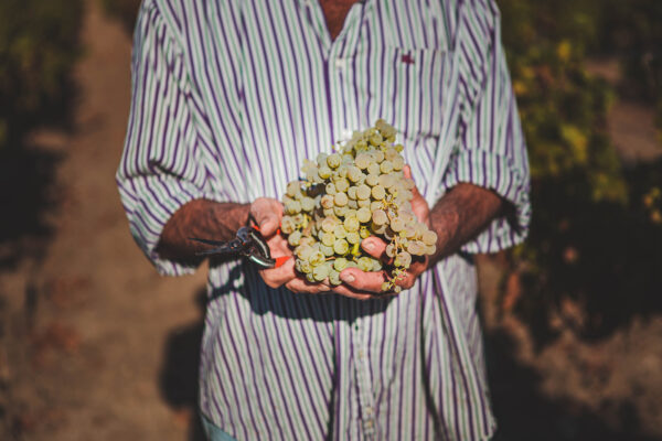 Vendimia en los campos de la DO Montilla Moriles