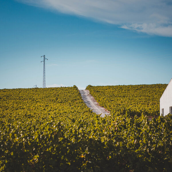 Vendimia en los campos de la DO Montilla Moriles