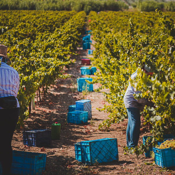 Vendimia en los campos de la DO Montilla Moriles