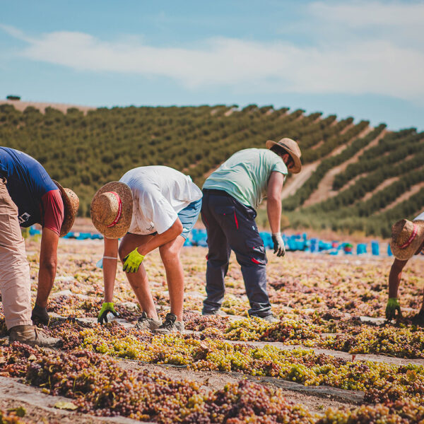 Vendimia en los campos de la DO Montilla Moriles