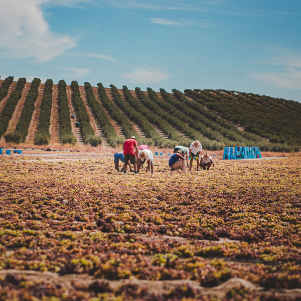 Vendimia en los campos de la DO Montilla Moriles